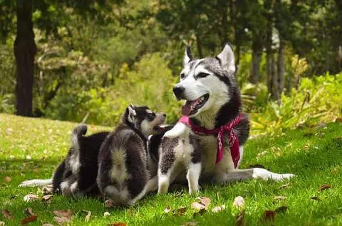 La gestation chez la chienne de A à Z - Esprit Dog