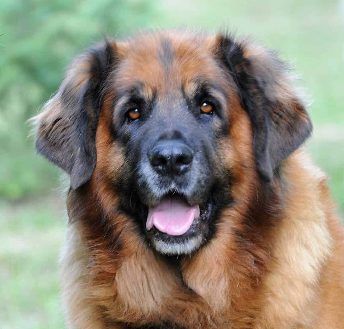 Leonberg