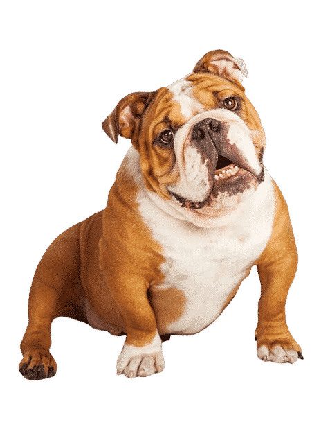 Race de Chien : le Bulldog anglais