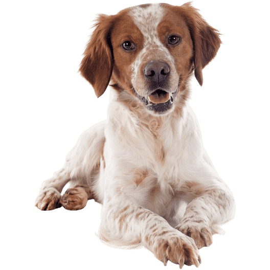 L'Épagneul Breton, un chien équilibré, doux, sensible et franc