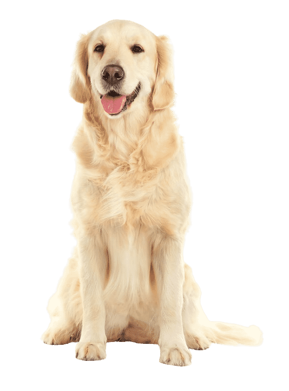 Le Golden Retriever, une race de chien joviale aux multiples talents