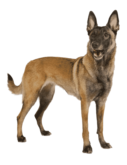 Le Malinois, un chien de berger actif et pertinent