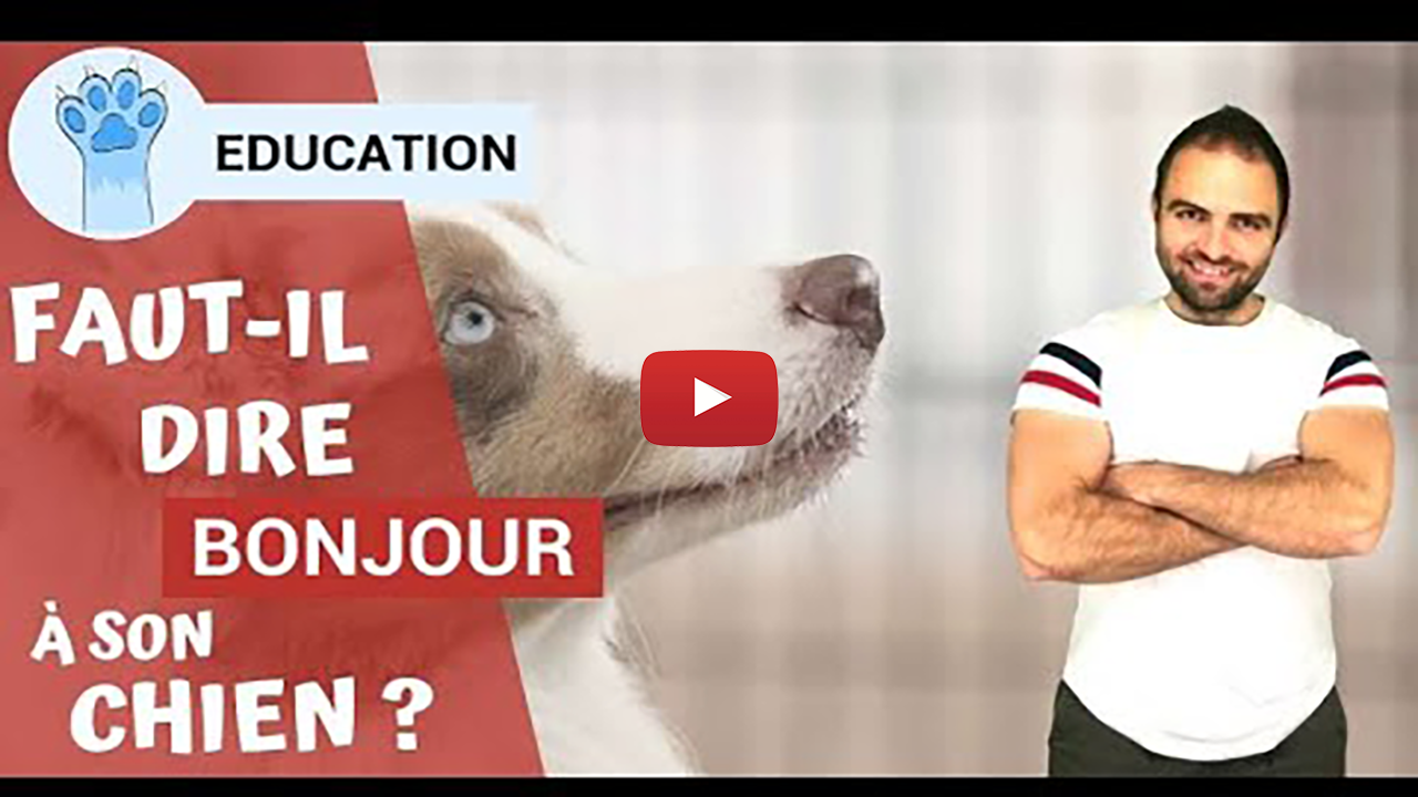 Faut-il dire bonjour � son chien ? - Esprit Dog