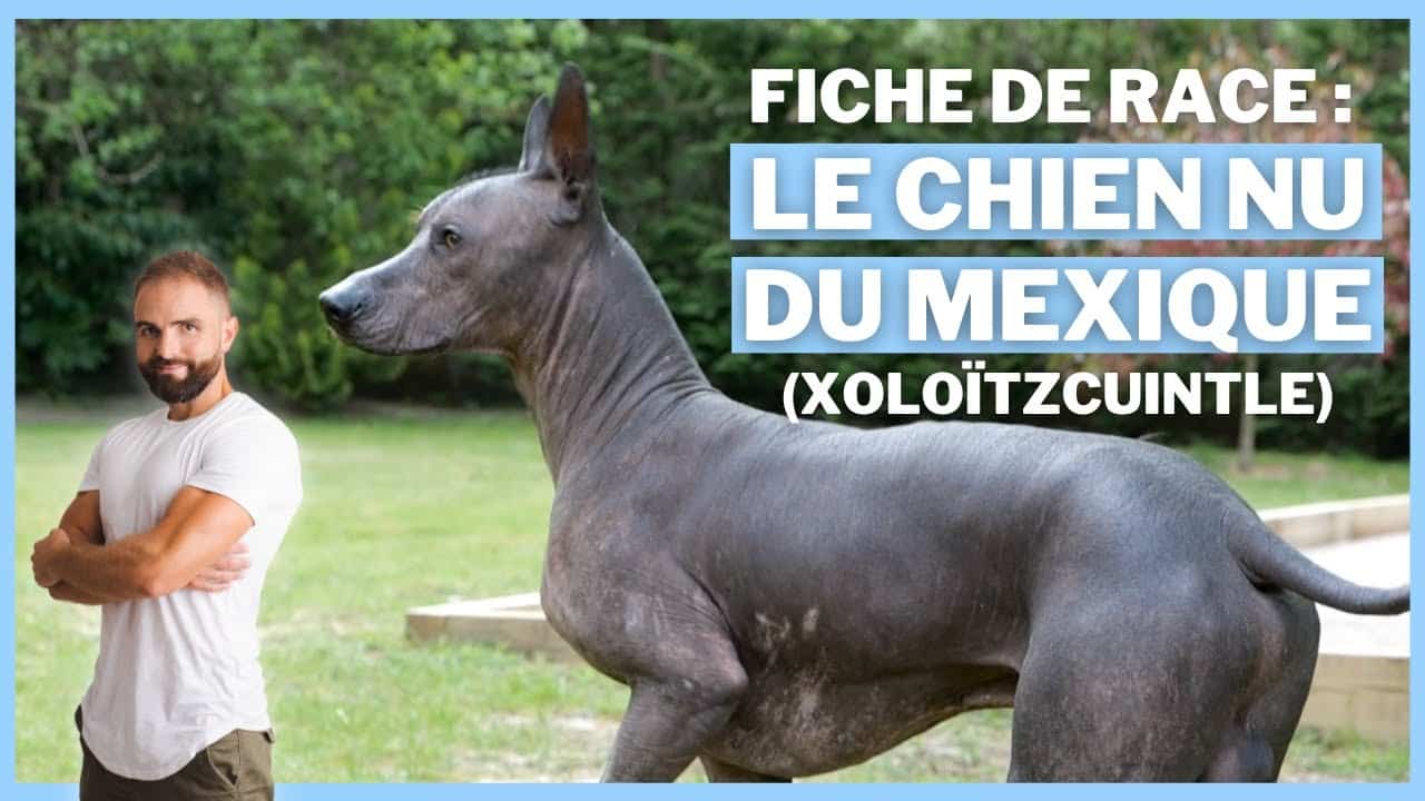 Le Chien nu du Mexique, tout savoir sur une race dynamique !