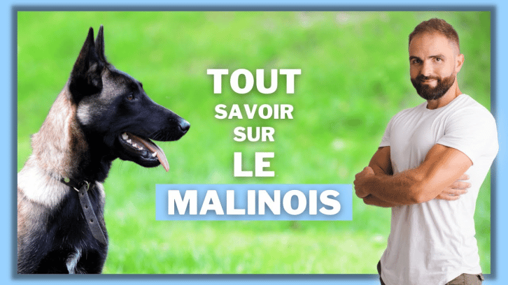 Le Malinois, tout savoir sur ce chien de berger - Esprit Dog