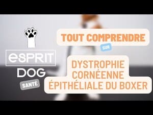 dystrophie cornéenne tachetée